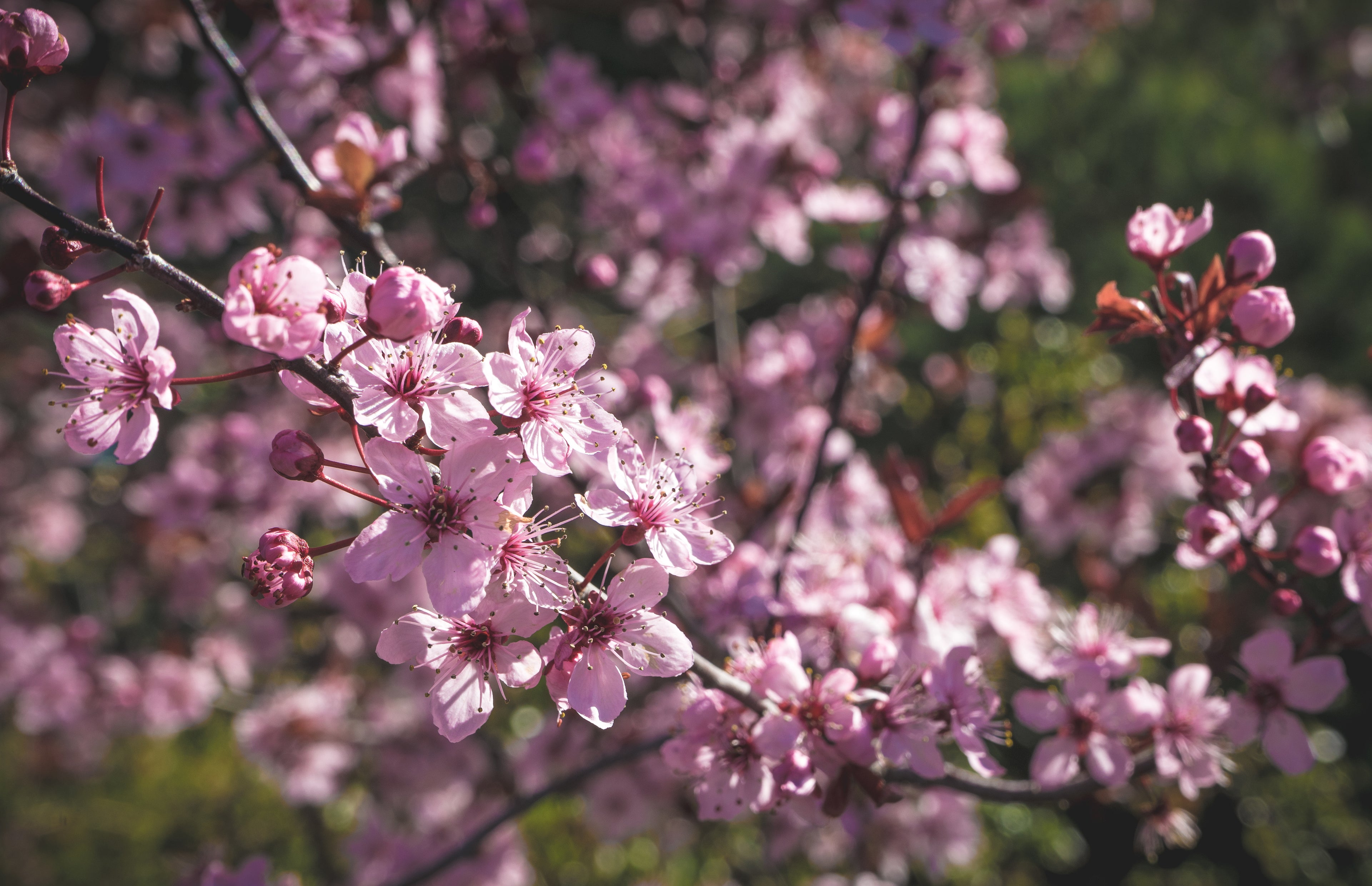 Picture of cherry blossom tree