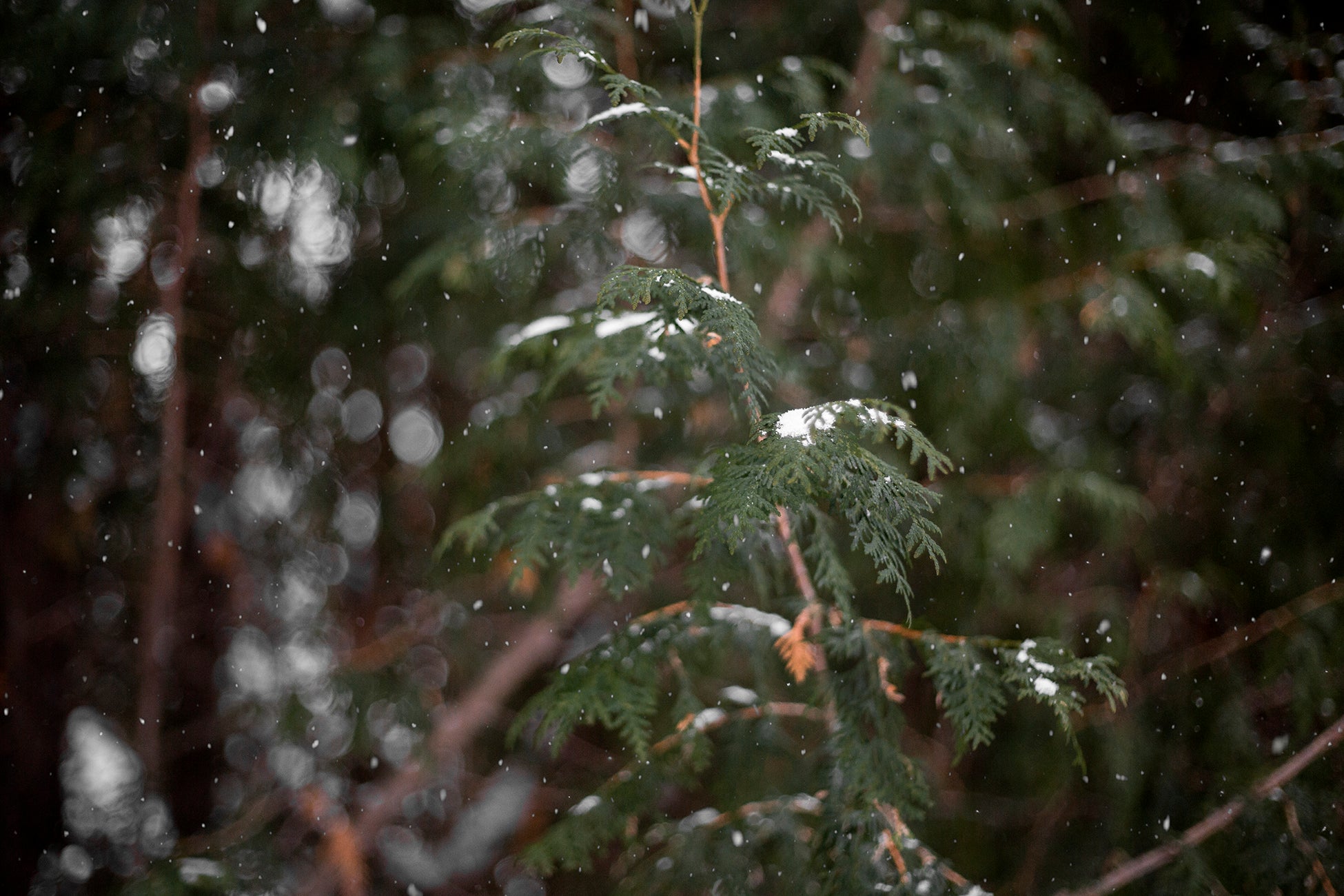 Cedar trees with snow collecting on the branches.