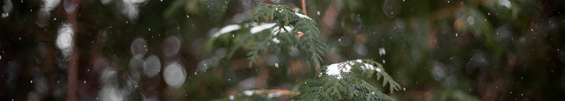 Snowflakes falling on green plants with a blurred natural background